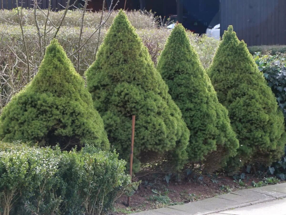 Ель канадская Коника. Ель канадская conica. Ель канадская Коника Picea glauca conica. Ель канадская conica Blue. Коника весной