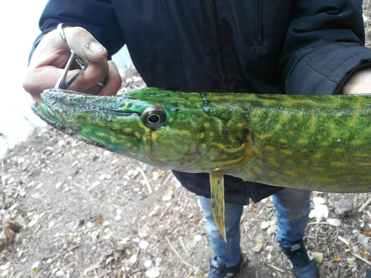 Амурская леопардовая щука. Щука Esox Lucius. Амурская тигровая щука. Окраска щуки.