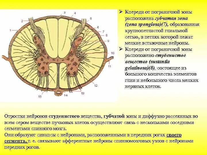 Пограничная глиальная мембрана спинного мозга. Пограничная зона белого вещества спинного мозга. Пограничная зона заднего рога серого вещества. Студенистое вещество и губчатая зона спинного мозга.