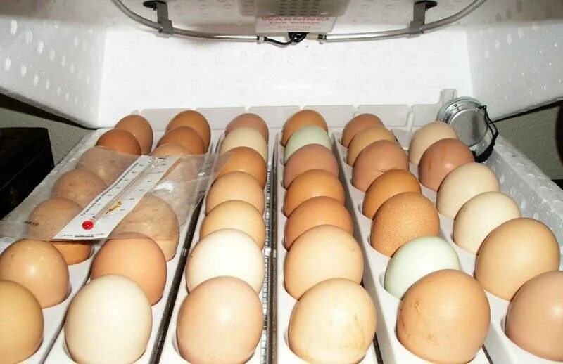 Можно ли закладывать яйца из холодильника. Инкубационное яйцо в инкубаторе. Куриные яйца в инкубаторе. Инкубация куриных яицяиц. Инкубационное яйцо кур инкубация.