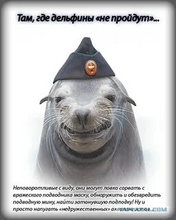 Тюлень перевод на английский