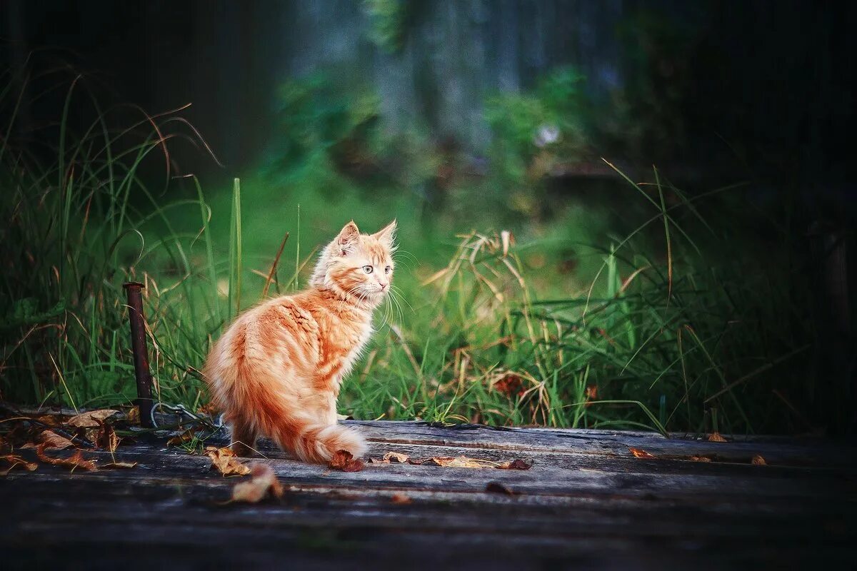 Фон рыжий кот. Кот на солнце осень. обои на рабочий стол рыжий кот. рыжий кот на фоне леса. рыжий кот на фоне осени.