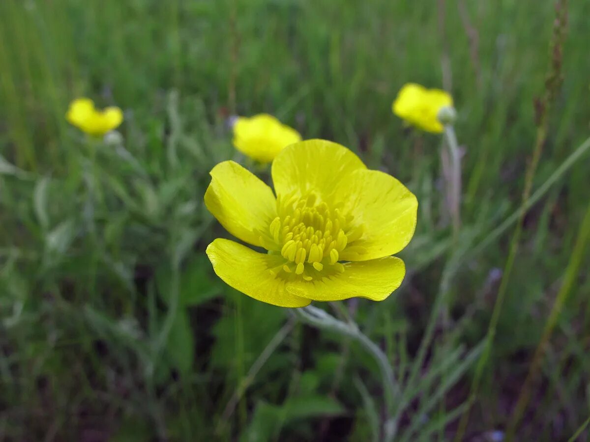 Лютик Иллирийский. Лютиковые Ranunculaceae. Ямская степь Лютик Иллирийский. Лютик Иллирийский фото. Трава из лютиковых 7 букв