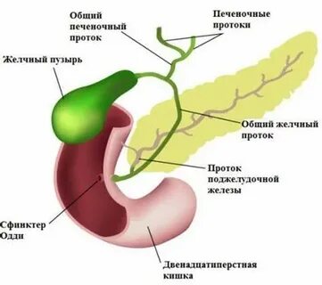 Забитые протоки печени