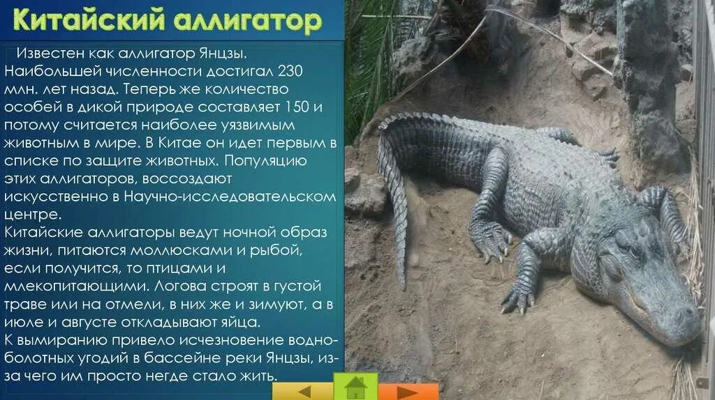 Крокодил доклад 3 класс окружающий мир. Сообщение о аллигаторе. аллигатор описание. китайский аллигатор доклад. аллигатор интересные факты.