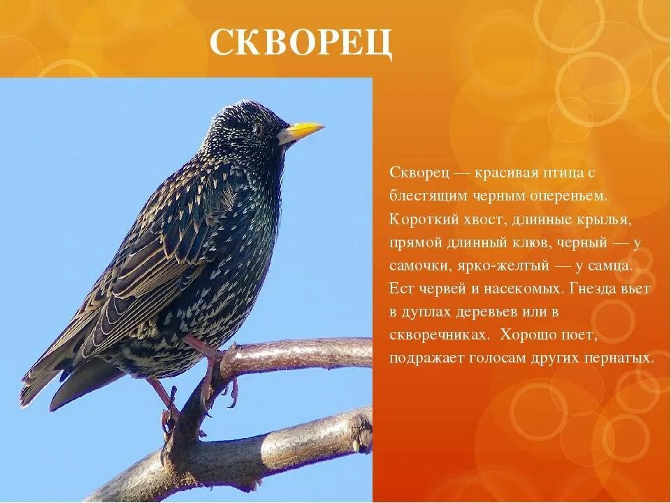 Скворцы содержание