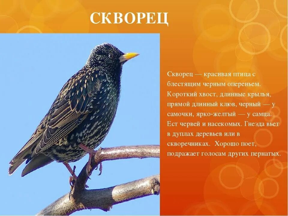 Рассказ скворцы краткое содержание. Скворец описание для детей. Доклад про скворца. Скворец птица описание. Скворец информация для детей.