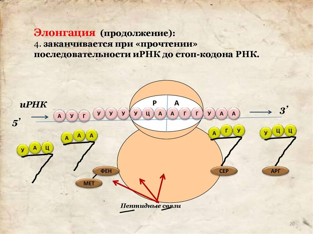 Транскрипция ирнк. Транскрипция ирнк. Взаимодействие трнк с аминокислотой. Последовательность транскрипции ирнк. Строение генов эукариот.