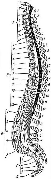 Схема спинного мозга в позвоночном канале. Отделы и сегменты спинного мозга. Расположение спинного мозга в позвоночном канале. Строение позвонка со спинным мозгом.