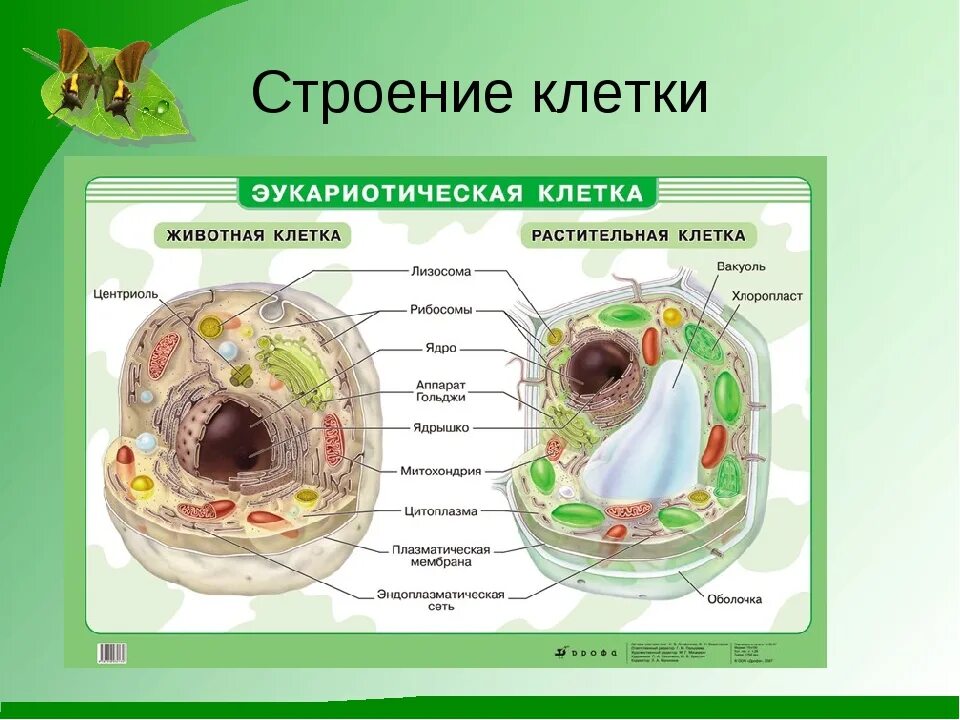 Название клеток животных