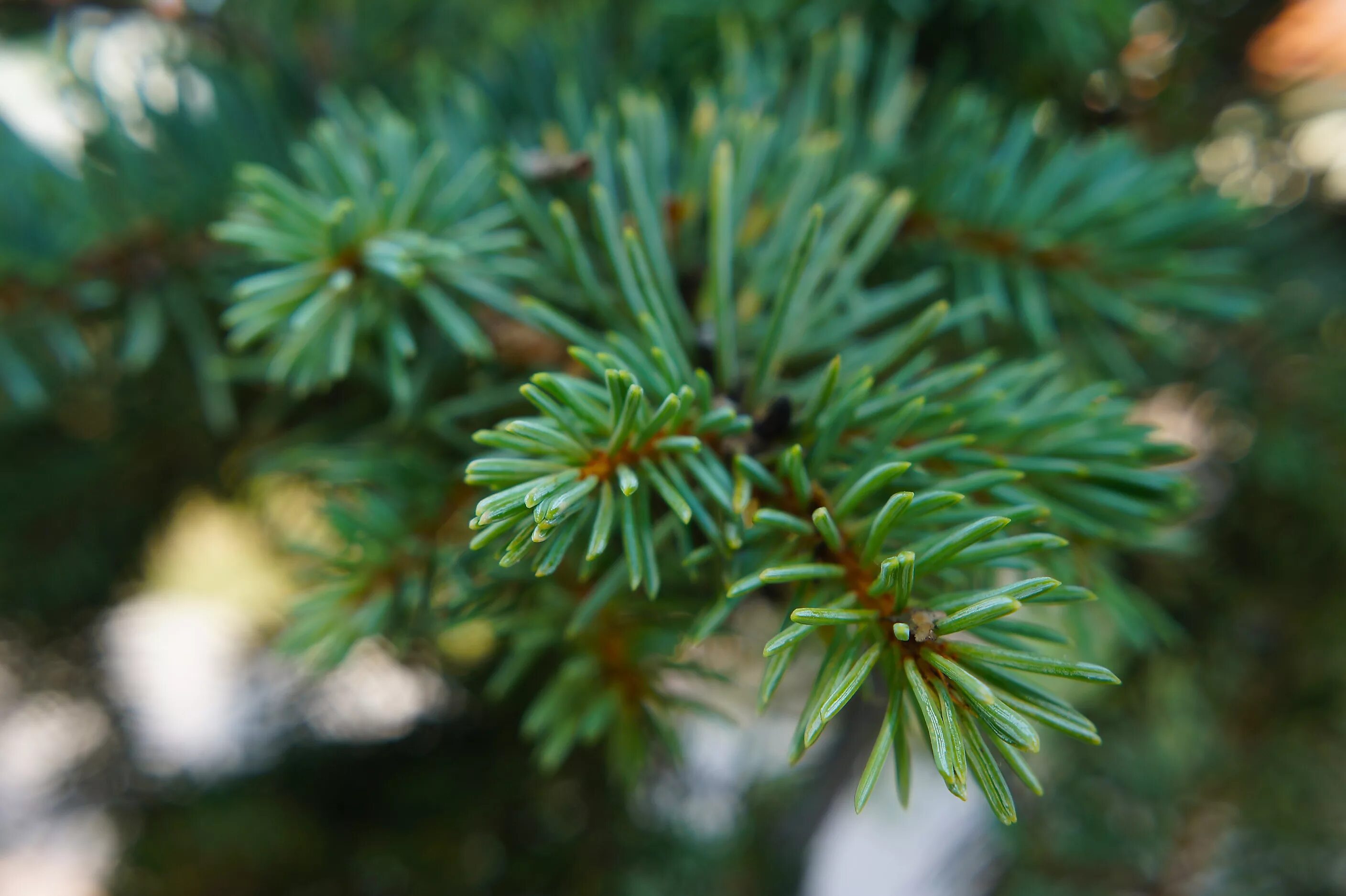 Pinus елка пихта зелено/голубая 2.7. Verde Pino Сосновая хвоя. Вечнозеленая ель. Ель, хвоя, 50 гр. Вечнозеленое хвойное