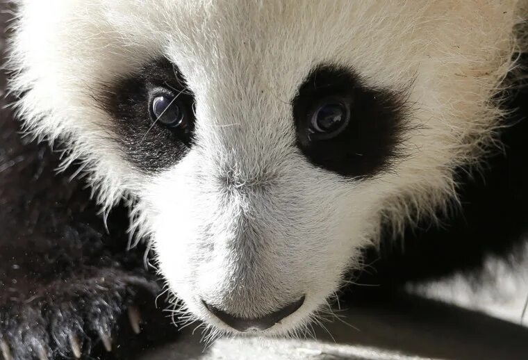 Как выглядят глаза панды Special delivery Panda mama in France expecting twins any day World Chinad
