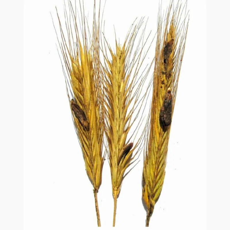 Спорынья Claviceps purpurea Tulans сырье. Ріжки. Черная палочка в пшенице. Жито в горшке.