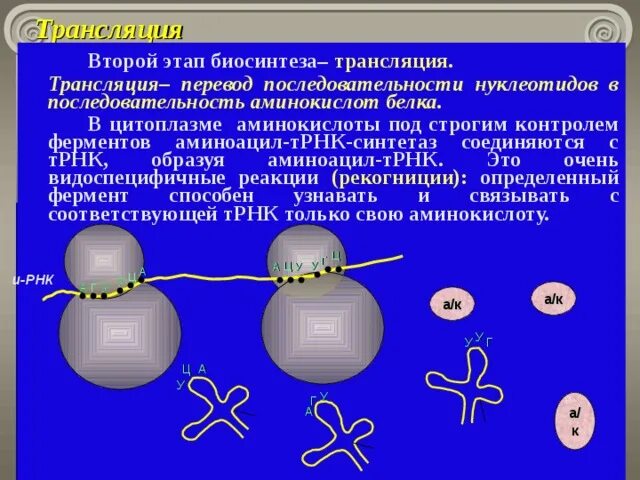 В трансляции принимает участие. Биосинтез белка 9 класс биология. Биосинтез белка рекогниция. Аминокислоты в биосинтезе белка. Перевод трансляция.