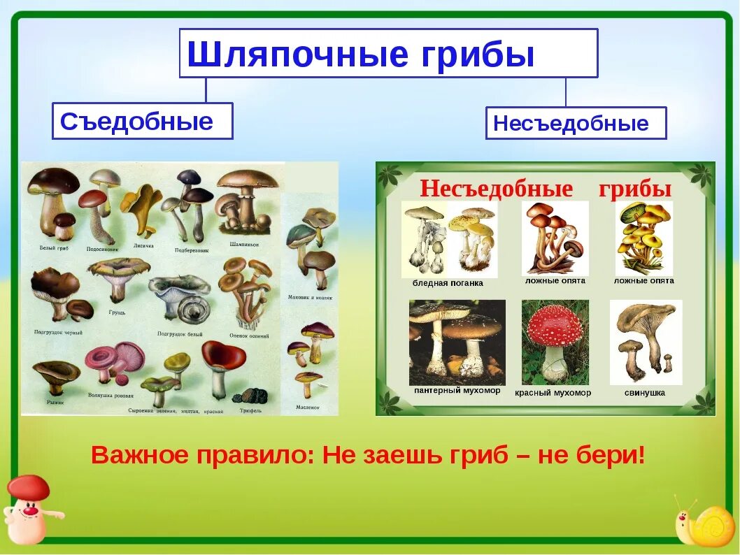 Грибы делятся на группы. Таблица съеднвх и не сьедобных грибов. Таблица съедобных и несъедобных грибов 5 класс. Съедобные и несъедобные грибы таблица. Таблица с рисунками съедобных и несъедобных грибов.