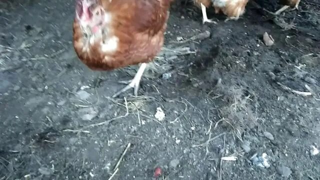 Можно ли давать курицам виноград