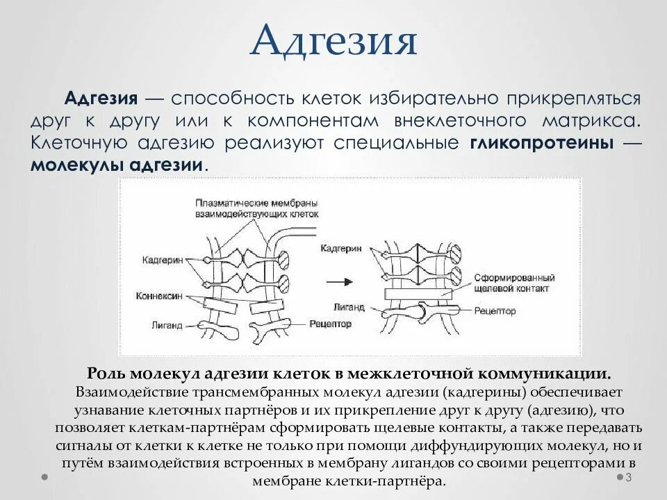 Обязательная потеря молекул клеточной адгезии происходит в. Обязательная потеря молекул клеточной адгезии происходит в