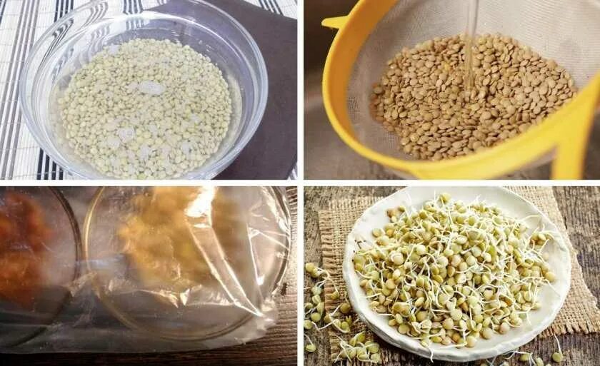 Как прорастить чечевицу. Прорастить чечевицу. Пророщенные семена чечевицы. Чечевица зеленая пророщенная. Семена чечевицы для проращивания.