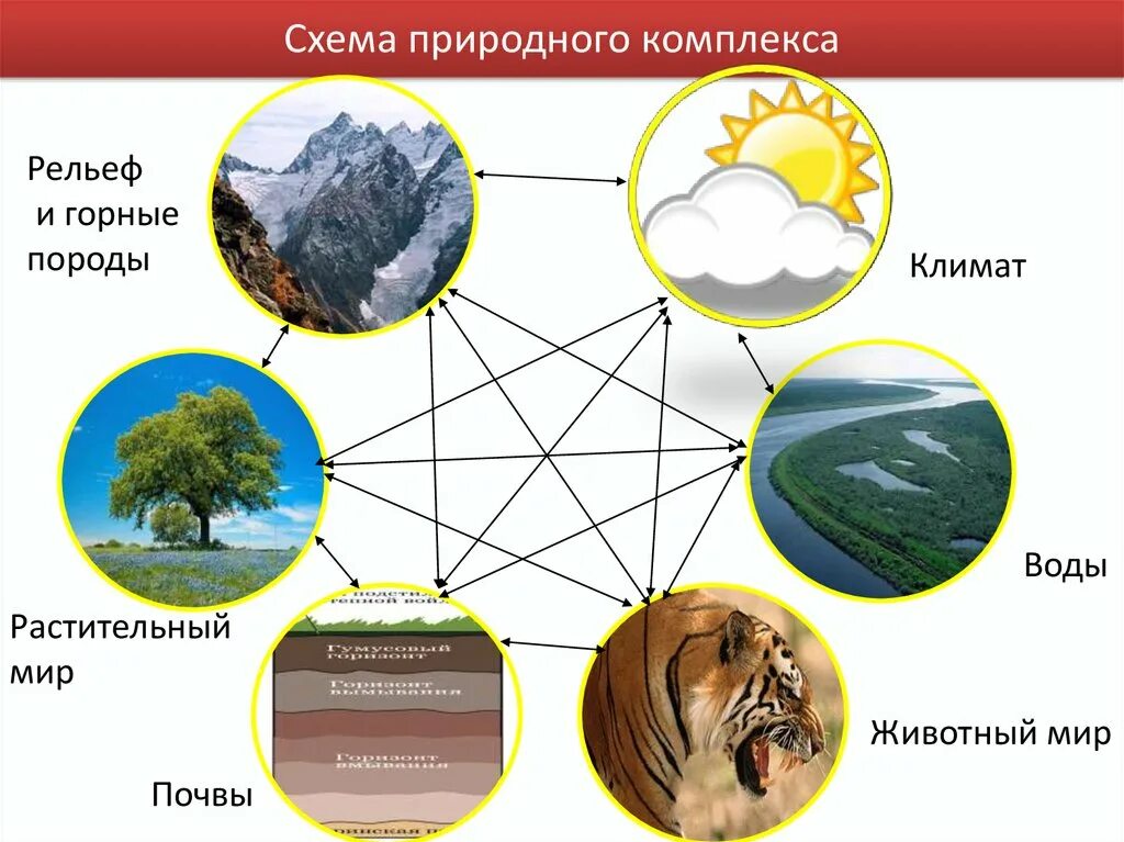 Что является природным компонентом