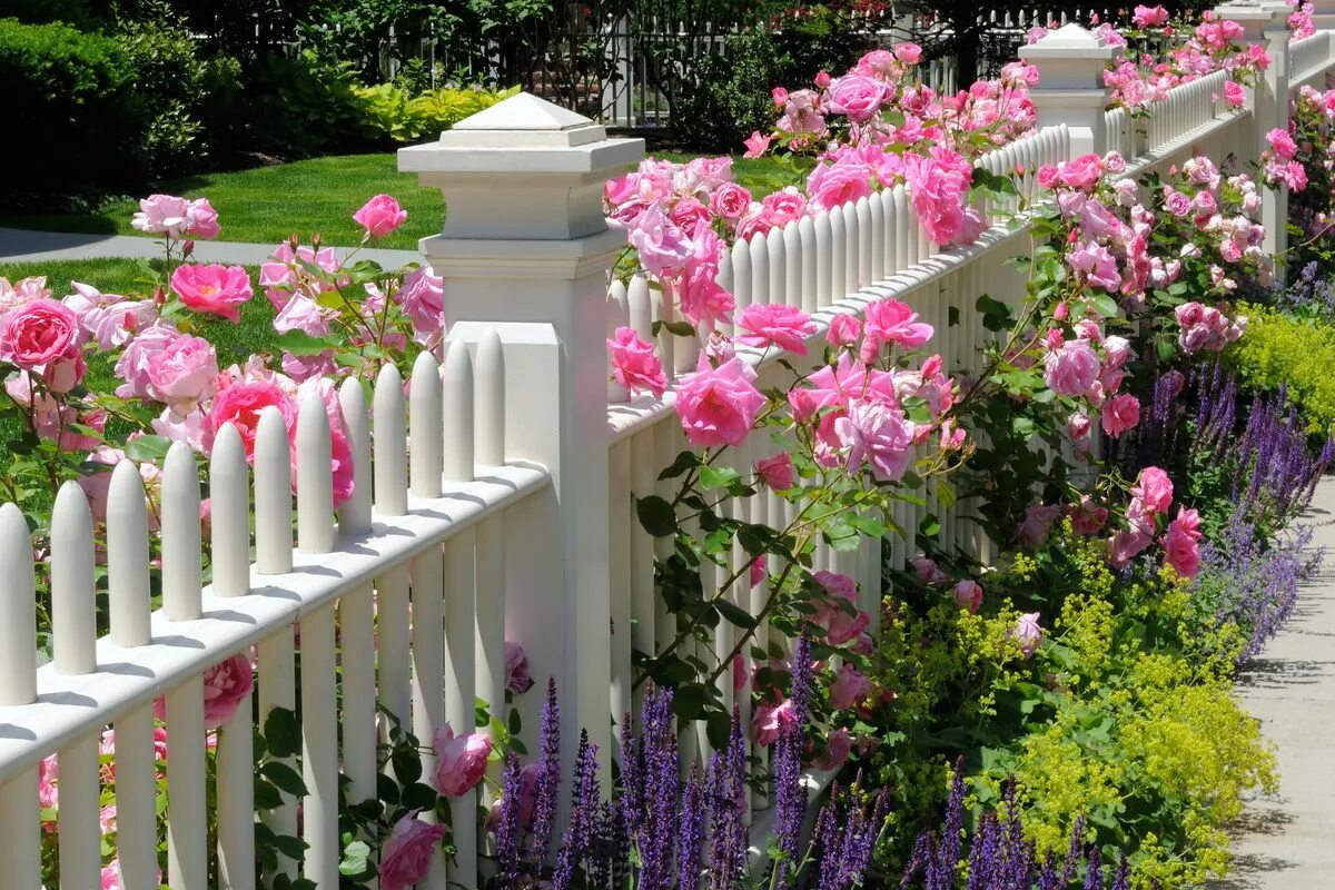 Какие цветы рядом с розами. Розарий и Лаванда в палисаднике. Палисадник с розами. Забор в цветах.
