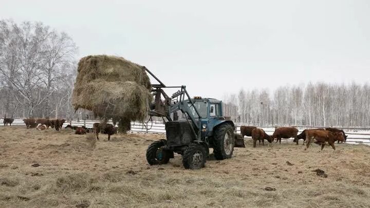 Усть мосиха алтайский край. С Усть Мосиха Ребрихинский район. Алтайский край Ребрихинский район село Усть Мосиха. КФХ Алтайского края. Алтайский край Усть Мосиха Ребрихинский район ферма.