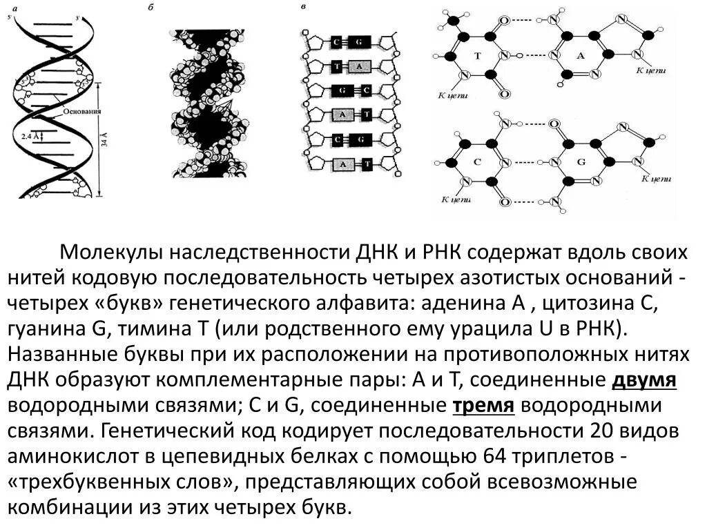 Генетический аппарат вируса представлен молекулой. Структура вещества наследственности – ДНК. ДНК молекулы наследственности. Азотистые основания молекулы ДНК. Молекула ДНК И РНК.