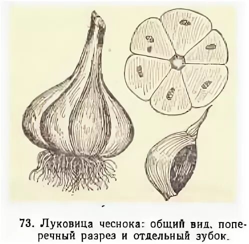 Карта чеснок