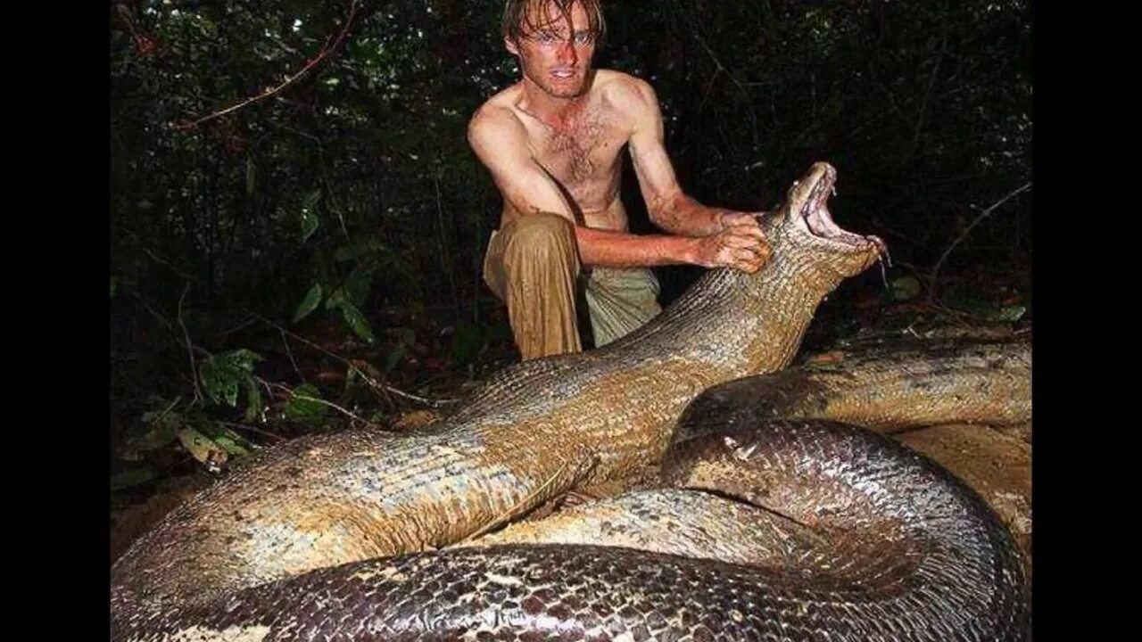 Самая большая змея видео