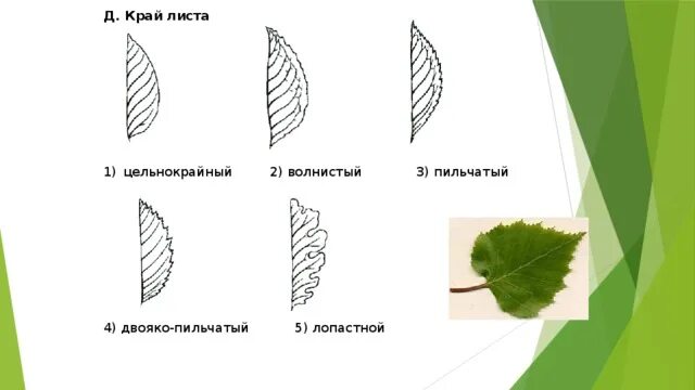 Внешнее строение рябины. Двояко пильчатый край листа. форма листовой пластинки рябины. форма краев листьев двояко-пильчатый. край листа.