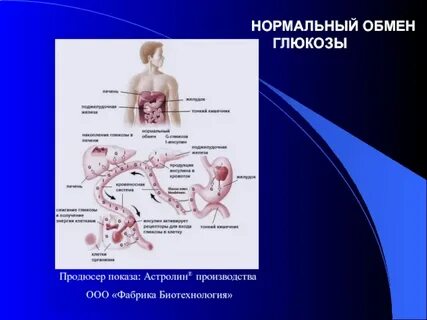 Обмен глюкозы в организме человека