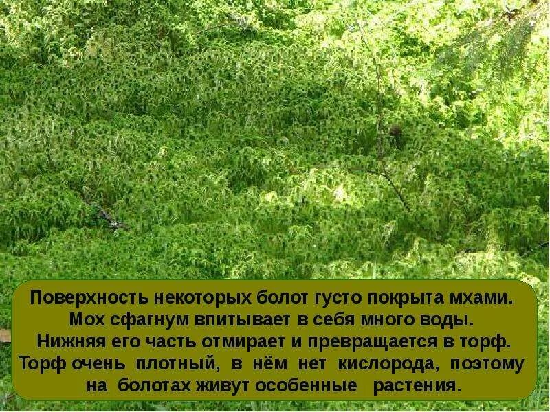 По праву памяти книга. Дары воздуха. Поэма по праву памяти книга. Стихотворение густой зеленый ельник у дороги. Там лес шумел.