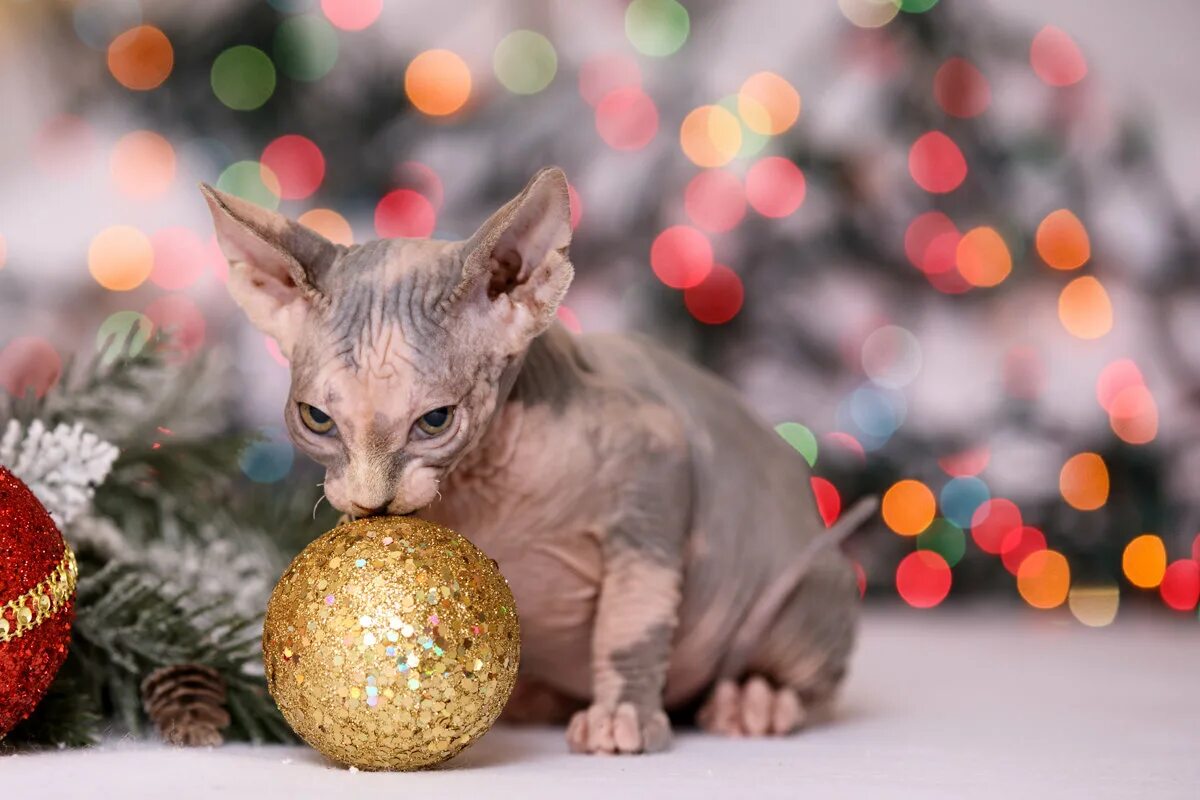 новогодний лысый кот. сфинкс новый год. кот сфинкс новый год. сфинкс новый год. животные в новогодних нарядах.