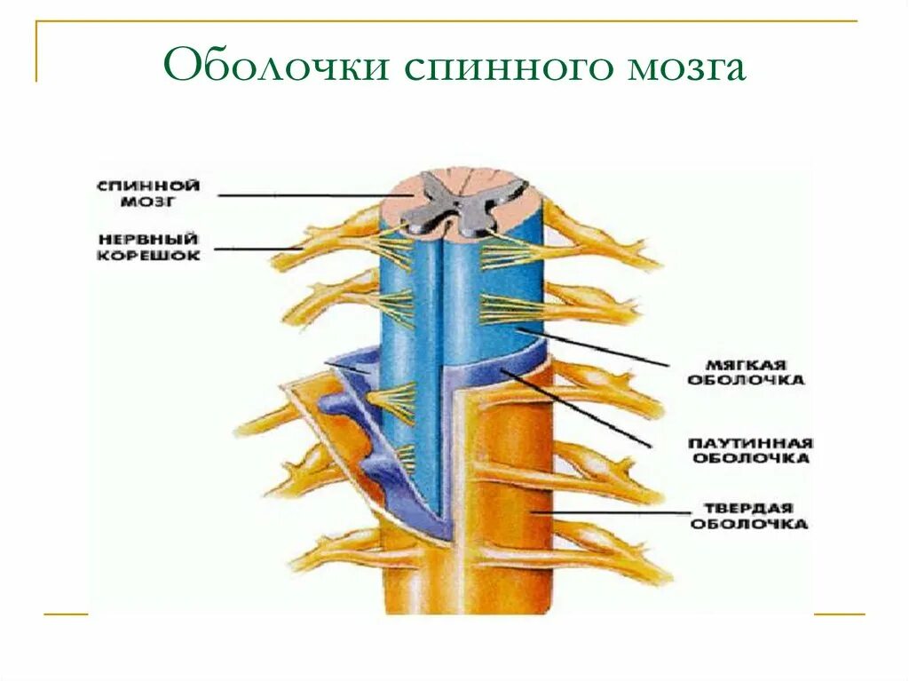 Мягкая оболочка спинного. Оболочки спинного мозга анатомия схема. Оболочки и МЕЖОБОЛОЧЕЧНЫЕ пространства спинного мозга рисунок. Строение твердой оболочки спинного мозга. Строение спинного мозга оболочки подпаутинное.