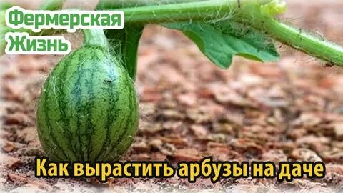 Арбузы уход в открытом