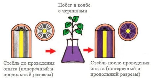 Продольный срез побега липы. Рассмотрите поперечный срез побега липы или. Опыт доказывающий движение воды и Минеральных веществ по древесине. Поперечный срез побега липы простоявшего 2-4 суток в подкрашенной воде. Какой слой стебля окрасился в подкрашенной воде