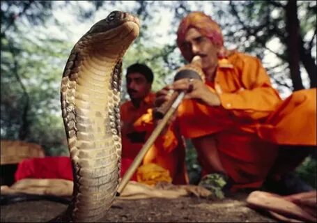 Excited to uncover the secrets about milk and snakes in the Snake Charmer’s Tale! 