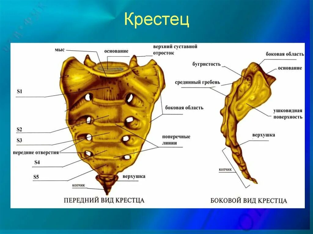 Крестцовый скелет. Строение крестцового позвонка. Кости позвоночника человека крестец. Кости крестца анатомия. Строение крестцового позвонка человека.