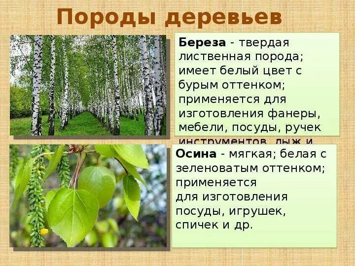 Лиственные породы древесины. Твёрдые лиственные породы древесины. Мягкие лиственные породы деревьев. Твердые лиственные породы деревьев. Какие отношения складываются между осиной и березой