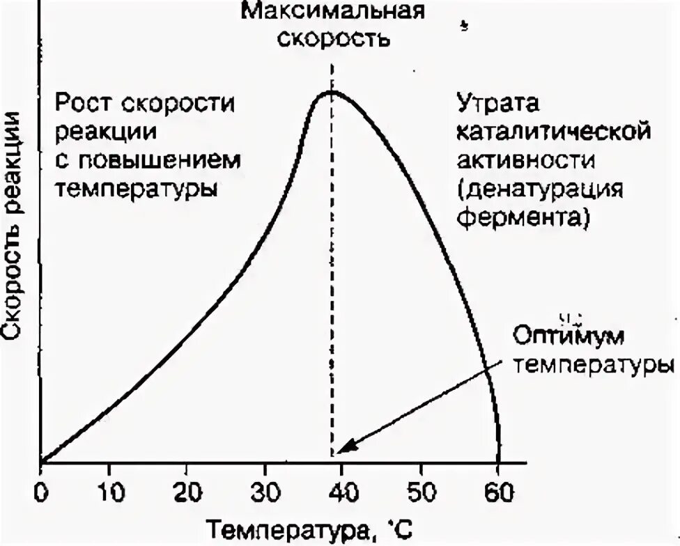 Изучите график зависимости выработки фермента. График зависимости скорости ферментативной реакции от температуры. Зависимость скорости ферментативной реакции от температуры. Зависимость температуры на скорость ферментативных реакций. Зависимость скорости реакции от температуры ферменты.