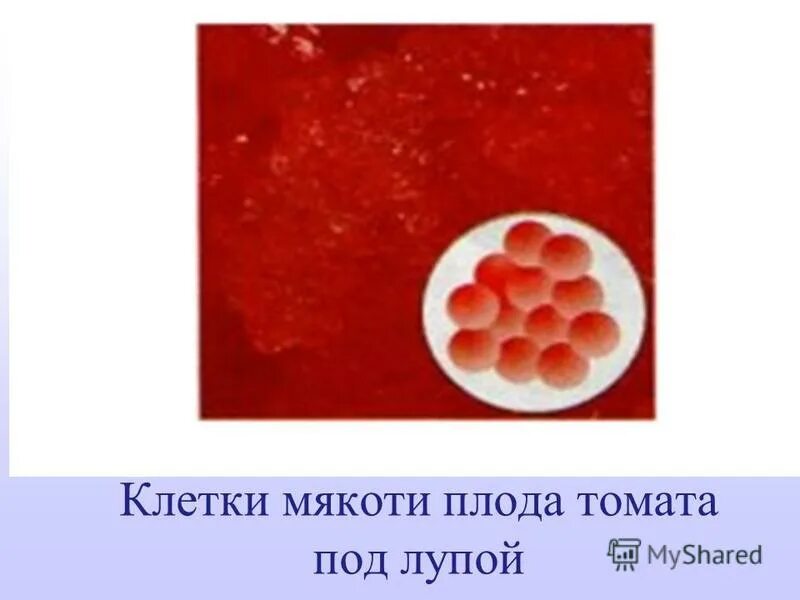 Как выглядит помидор под микроскопом Клетки мякоти томата