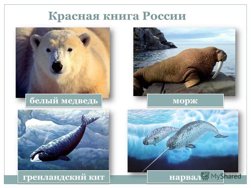 животные красной книги арктики. белый медведь красная книга. какое животное арктики занесено в красную книгу. животные занесенные в красную книгу россии. животные арктики занесенные в красную книгу.