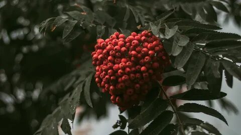 Рябина ягода нежная