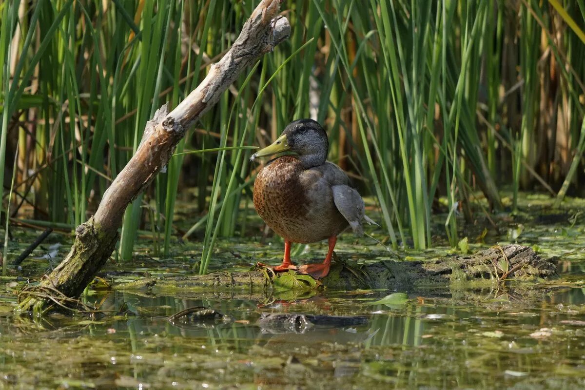 болотные рыбы. фауна болота. обитатели болот. животные болота. животные болота.