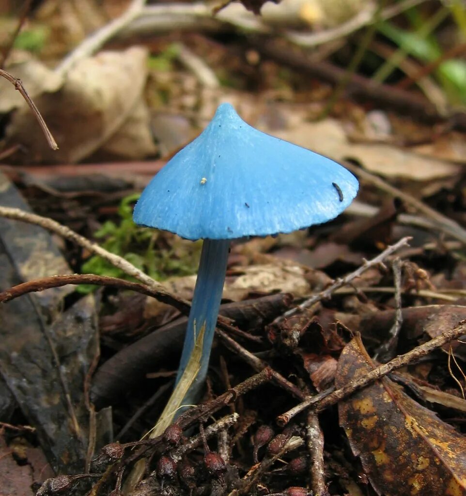 Живой синий гриб. Гриб Entoloma hochstetteri. Голубой гриб Entoloma hochstetteri. Энтолома голубая. Млечник голубой гриб.