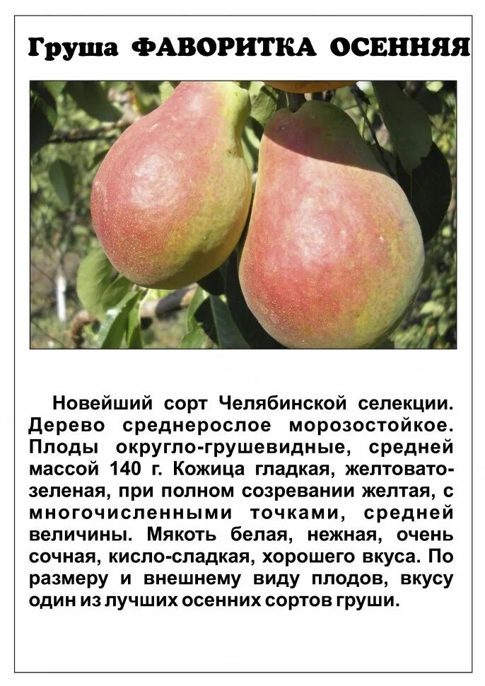 Купить Груша "Кафедральная" в Калининграде по низкой цене