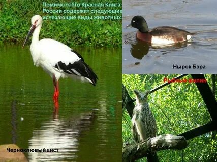 Краснокнижные животные приморского края