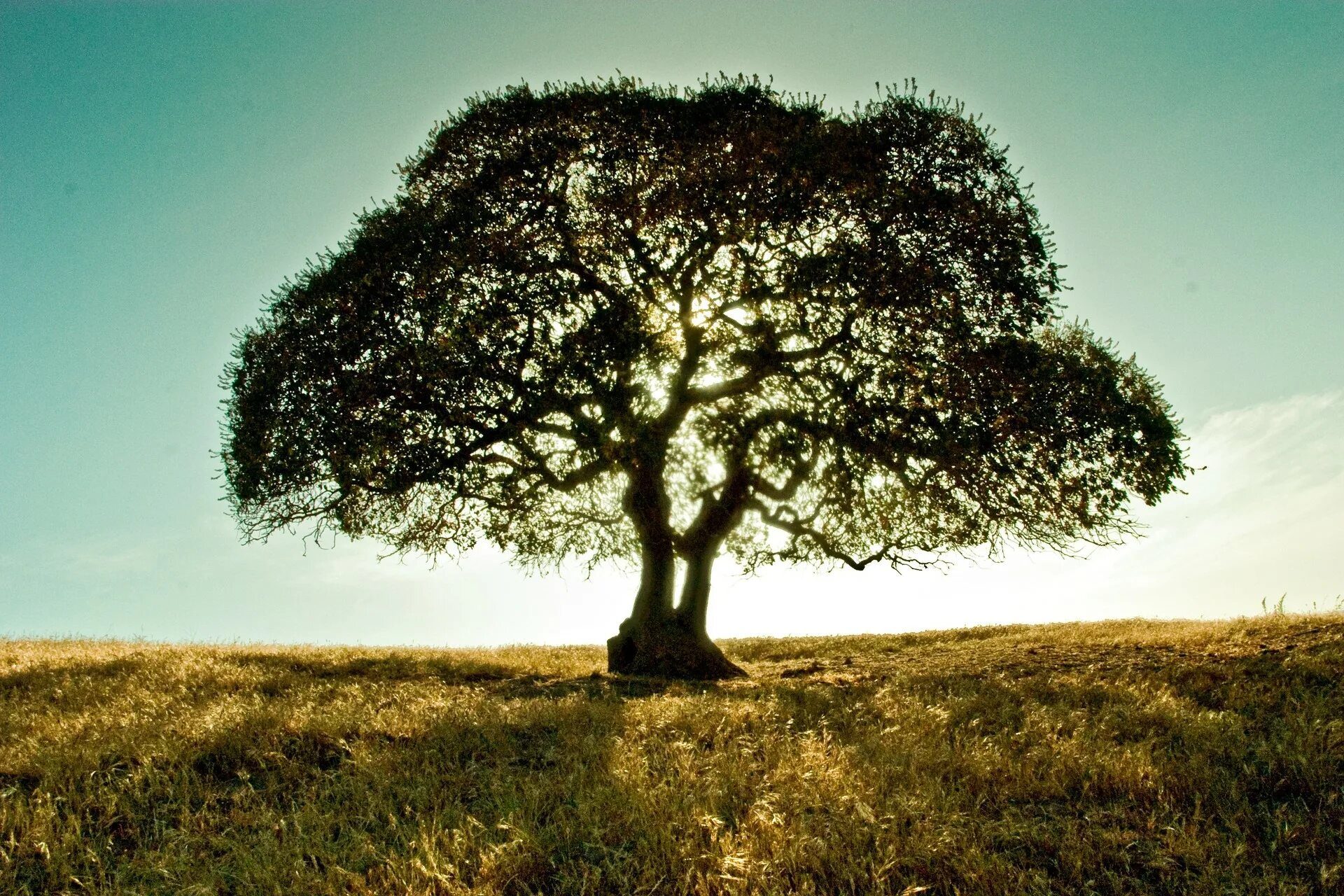 Can a tree