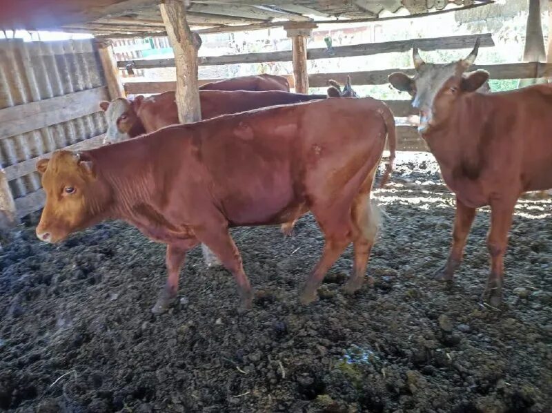 Крс казахская белоголовая. Телята бычки породистые бельгийские. Лимузин и ангус быки. Симменталы бычки на откорм. Бычки на откорм кбр.