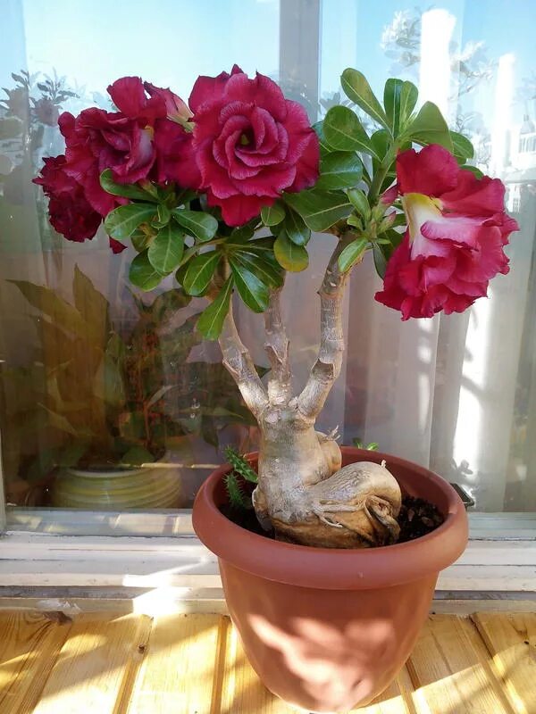 адениум. адениум начинает цвести. адениум заставить цвести. каудекс у адениума. адениум тучный семя.