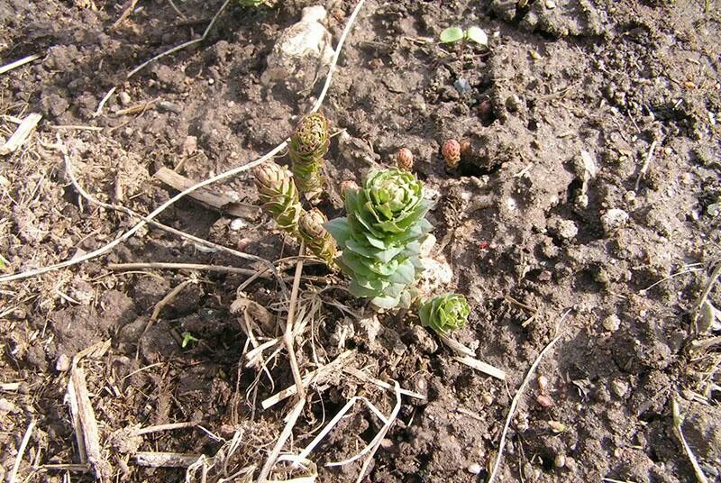 Родиола розовая всходы. Золотой корень родиола. Rhodiola rosea (родиола) семена. Родиола розовая рассада.